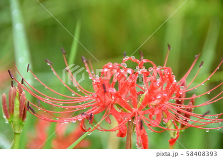 曼珠沙華 58408393