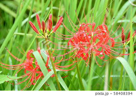 曼珠沙華 58408394