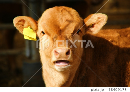 動物 韓牛 小 58409173