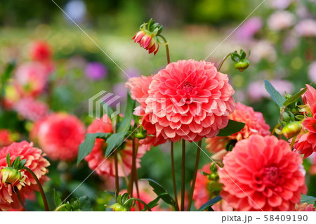 ダリア花図巻・おぼろ月４ 58409190