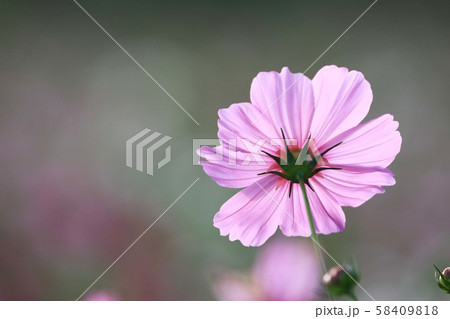 コスモス4986 58409818