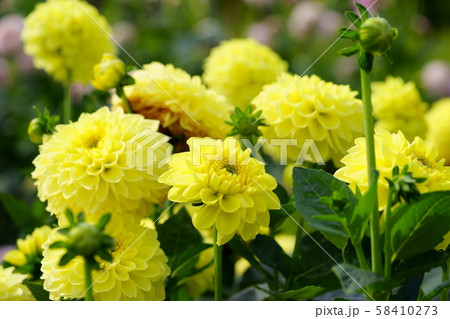 ダリア花図巻・カナリア３ 58410273