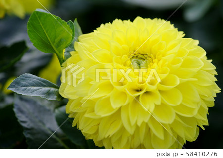 ダリア花図巻・カナリア６ 58410276