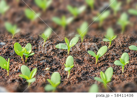Rows of potted seedlings and young plants, Rows of potted seedlings and young plants, 58411436