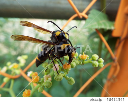 エントツドロバチ エントツドロバチ 58411545