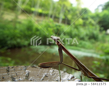 カマキリ カマキリ 58411575