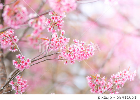 Cherry Blossom in spring with soft focus, Cherry Blossom in spring with soft focus, 58411651