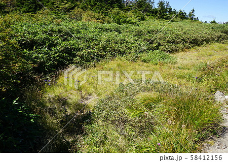 八幡平の高山植物エゾオヤマリンドウ 58412156