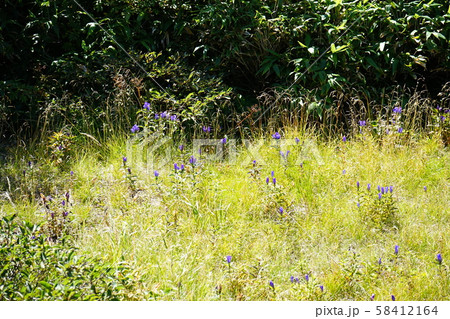 八幡平の高山植物エゾオヤマリンドウ 58412164