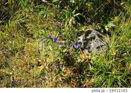 八幡平の高山植物エゾオヤマリンドウ 58412165