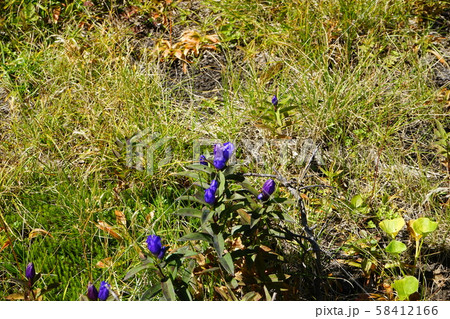 八幡平の高山植物エゾオヤマリンドウ 58412166