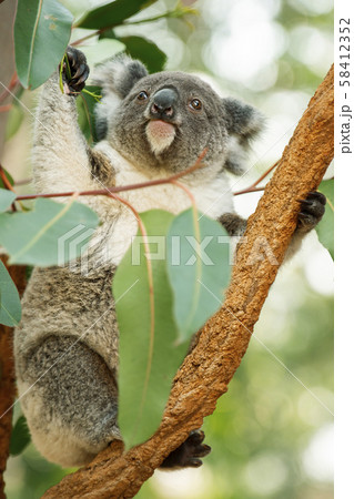 Australian koala joey. 58412352