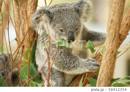 Australian koala joey. 58412354