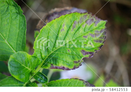 紫陽花の枯れかけの葉 紫陽花の枯れかけの葉 58412553