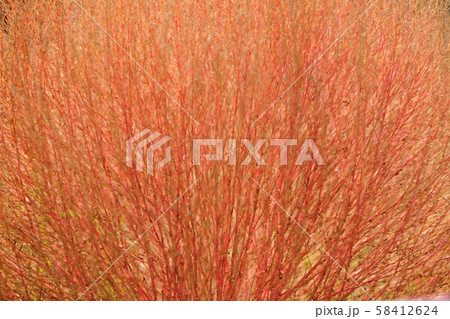 コキア７ 58412624