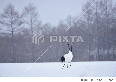 雪が降る中で鳴き交わすタンチョウ（北海道・鶴居） 58413192