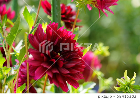 ダリア花図巻・黒蝶1 ダリア花図巻・黒蝶1 58415302