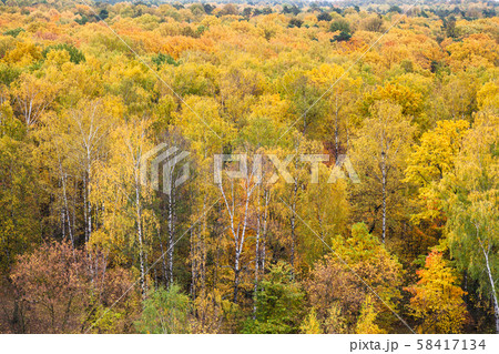 yellow birch grove in colorful forest in autumn yellow birch grove in colorful forest in autumn 58417134