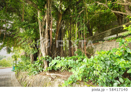 蓮池潭のガジュマロの木 58417140