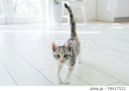 しっぽを立てて見つめる仔猫 58417522