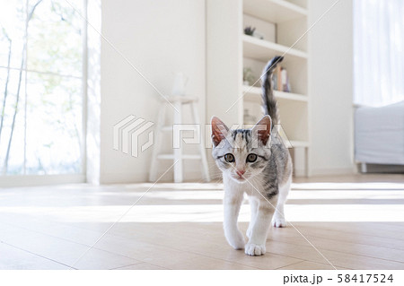 しっぽを立てて歩く仔猫の写真素材