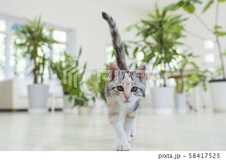 Kitten Walking With Its Tail Up Stock Photo