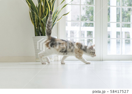 しっぽを立てて歩く仔猫 58417527