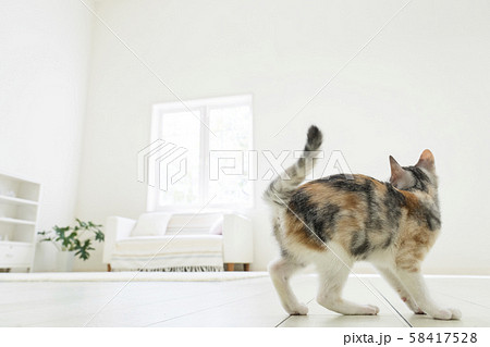 驚いて振り向く仔猫 58417528
