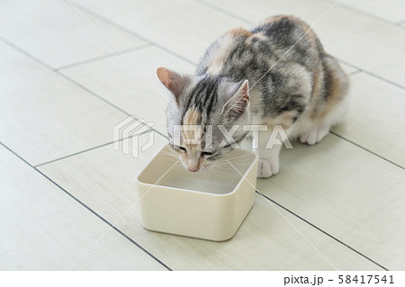 水を飲む仔猫 58417541