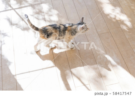 見つめる仔猫 58417547
