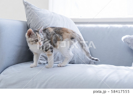 ソファで振り向く仔猫 58417555