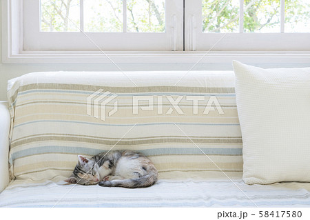 ソファで丸くなって眠る仔猫 58417580