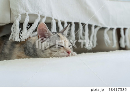 ソファの下でまどろむ仔猫 ソファの下でまどろむ仔猫 58417586