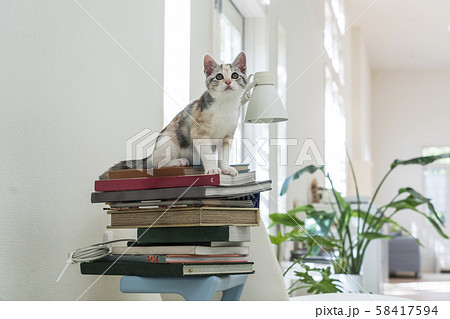 積み上げられた本の上に座る仔猫 積み上げられた本の上に座る仔猫 58417594