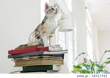 積み上げられた本の上に座る仔猫 積み上げられた本の上に座る仔猫 58417595