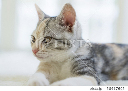 見つめる仔猫 見つめる仔猫 58417605