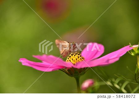 コスモスとチョウ コスモスとチョウ 58418072