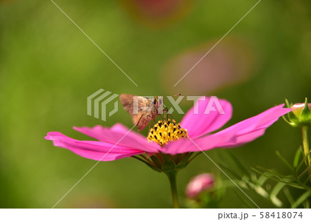 コスモスとチョウ コスモスとチョウ 58418074