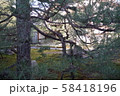 京都の神社内の木 58418196