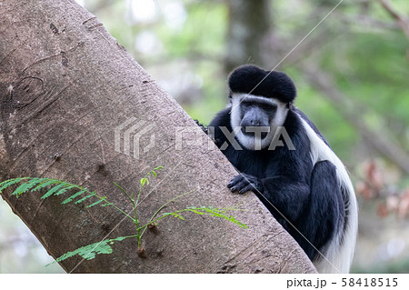 monkey Colobus guereza, Ethiopia, Africa wildlife monkey Colobus guereza, Ethiopia, Africa wildlife 58418515