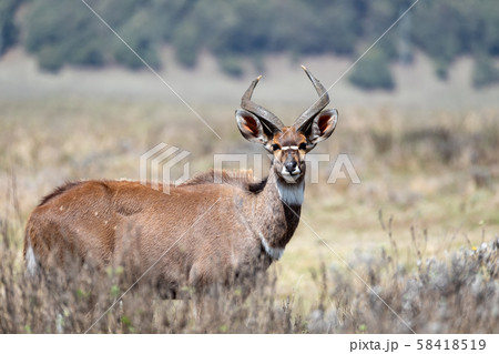 Mountain nyala, Ethiopia, Africa widlife Mountain nyala, Ethiopia, Africa widlife 58418519