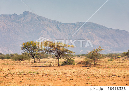 savanna in the Awash National Park, Ethiopia 58418528