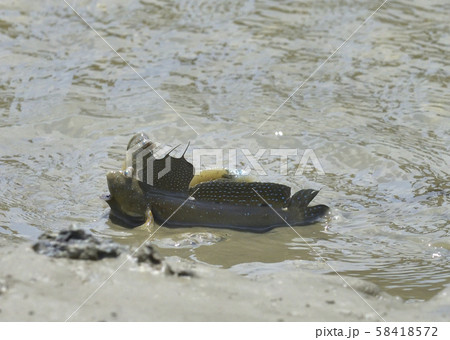 ムツゴロウ 魚 魚類 58418572