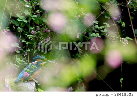 萩に隠れて 58418605