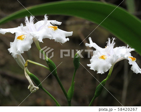 クロ－ズアップ クローズアップ 接写 58420267