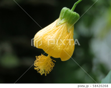 花 フラワー お花 58420268