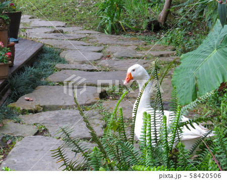 ギース 鵞鳥 ガチョウ 58420506