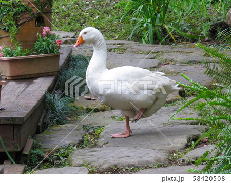 ギース 鵞鳥 ガチョウ 58420508