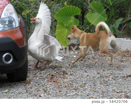 鳥 白色 白 58420706