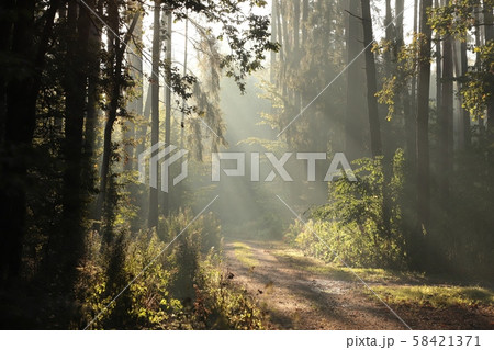 Country road through the woods on a foggy autumn morning Country road through the woods on a foggy autumn morning 58421371